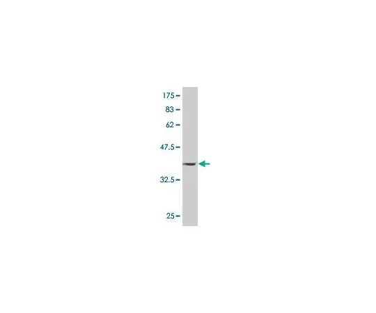 62-8534-20　抗PAPPA小鼠mAb (1G3)　ST1714-100UG