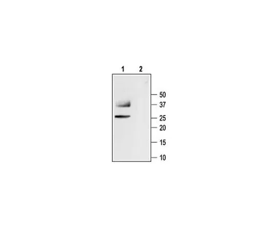 62-8408-39　抗水通道蛋白1 (243-261) 兔多环抗体　178611-1ST