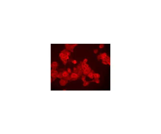 62-8487-37　抗表皮生长因子受体 (Ab-5) 小鼠mAb (EGFR.1)　GR15L-100UG