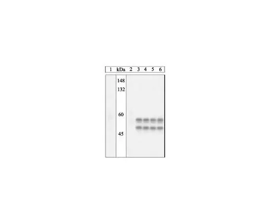62-8530-61　磷检测 (TM) 抗JNK1 (pThr183/Tyr185) 兔pAb　PS1019-100UL