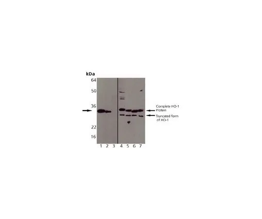 62-8421-99　抗血红素加氧酶-1 (1-30) 兔pAb　374090-100UL