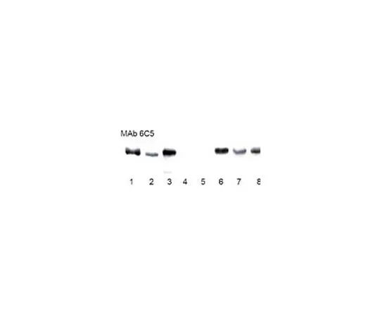 62-8478-72　抗GAPDH小鼠mAb (6C5)　CB1001-500UG