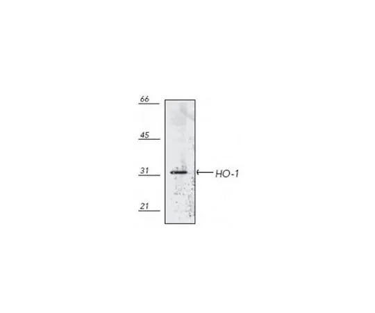 62-8421-98　抗血红素加氧酶-1小鼠mAb (HO-1-1)　374087-200UG