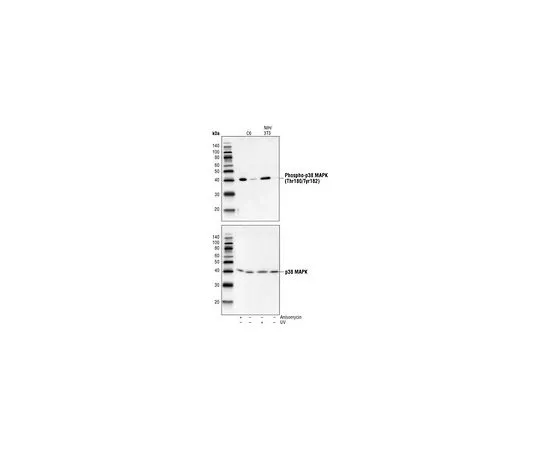 62-8431-82　抗p38MAP激酶 (341-360) 兔pAb　506123-200UL