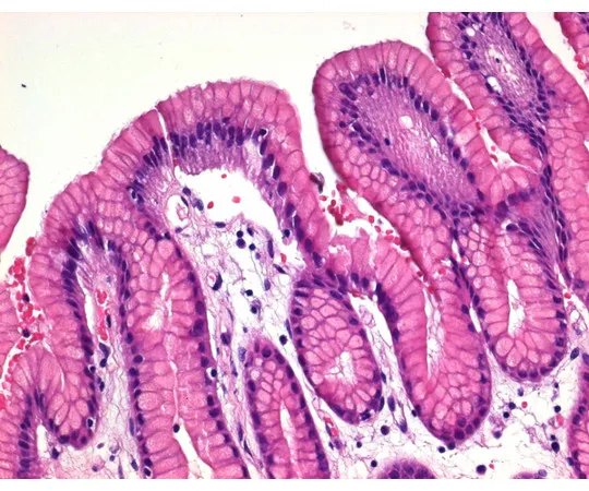 61-0297-08　Gill的Hematoxylin II显微镜液1051752。5L　1.05175.2500