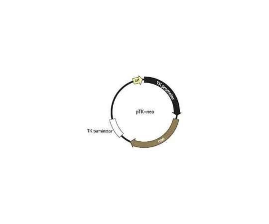 62-8403-98　pTK-neoDNA　71284-3