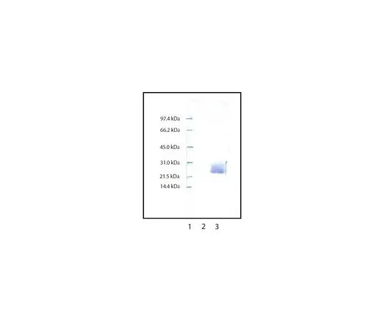 62-8430-18　抗中性粒细胞伊拉斯特酶兔pAb　481001-1ML