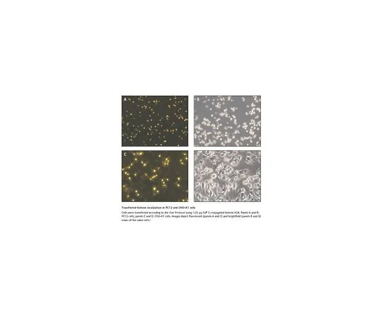62-8403-95　蛋白果汁 (TM) 蛋白转染试剂　71281-3