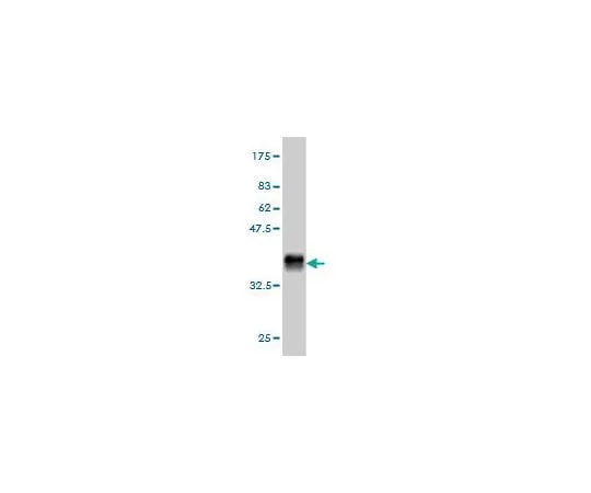 62-8533-64　抗GHR小鼠mAb (3A12)　ST1543-100UG