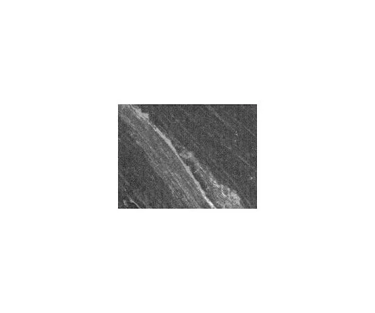 62-8528-38　抗PGP9.5 (187-202) 兔pAb　NE1013-50UL