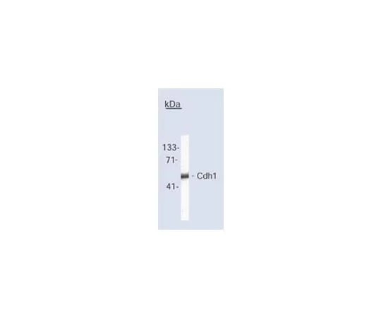 62-8480-26　抗Cdh1 (Ab-2) 小鼠mAb (DH01)　CC43-100UG