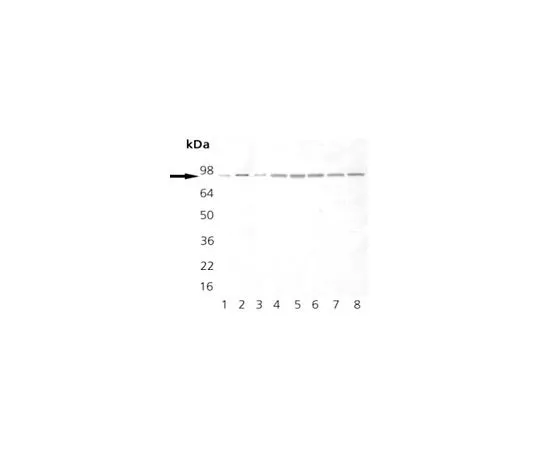 62-8422-79　抗Hsp90小鼠mAb (AC88)　386040-50UG