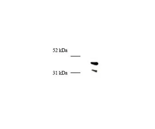 62-8529-96　抗PCNA (247-261) (Ab-5) 兔pAb　PC474-50UL