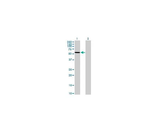 62-8477-55　抗ARSA小鼠pAb　AP1138-50UG
