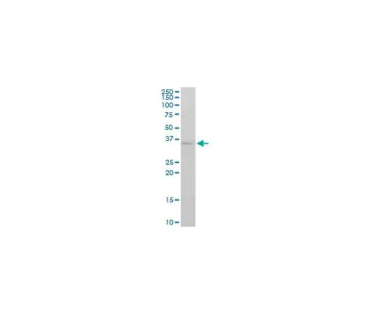62-8533-92　抗FGF8小鼠mAb (2A10)　ST1630-100UG