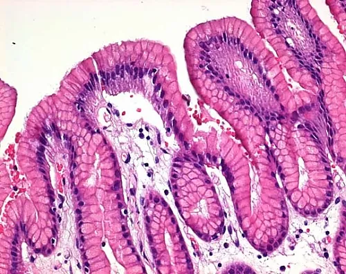 61-0314-19　苏木精 (单水合物) (C.I.75290狙击步枪)用于显微镜Certistain 115938 25G　1.15938.0025