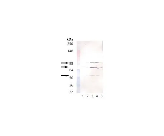 62-8426-07　抗KDEL鼠标mAb (10C3)　420400-50UG