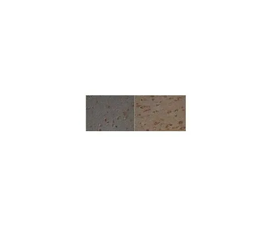 62-8481-25　抗8-羟鸟苷山羊pAb　DR1001-100UL