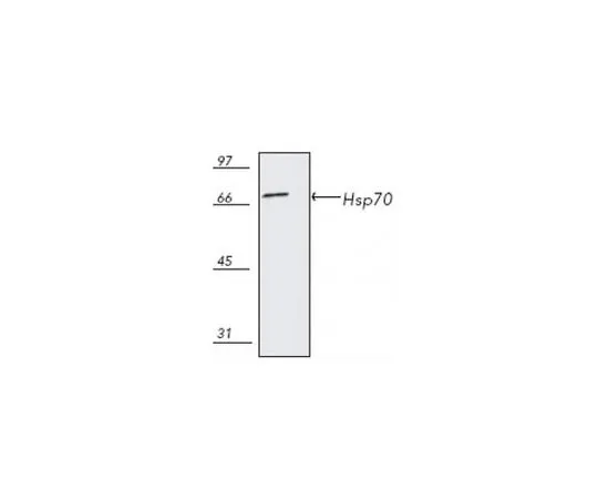 62-8422-78　抗Hsp70小鼠mAb (C92F3A-5)　386032-50UG