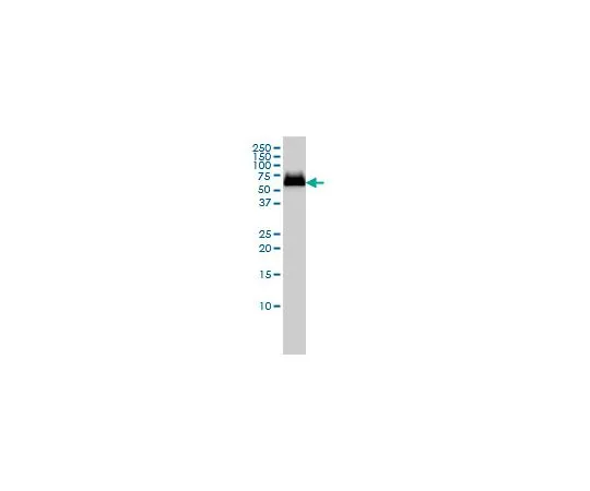 62-8477-57　抗GBA鼠标mAb (2E2)　AP1140-100UG