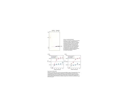 62-8404-04　PhosphoSafe (TM) 萃取试剂　71296-4