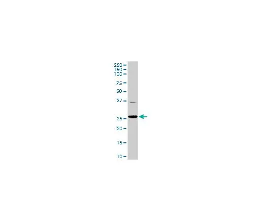 62-8481-38　抗TFAM兔pAb　DR1071-100UG