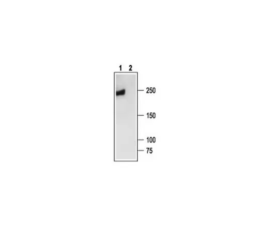 62-8443-40　抗CaV2.2 (851-867) 兔多环抗体　681505-1ST