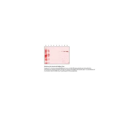 62-8403-24　RedAlert (TM) 10XWestern Blot Stain　71078-3