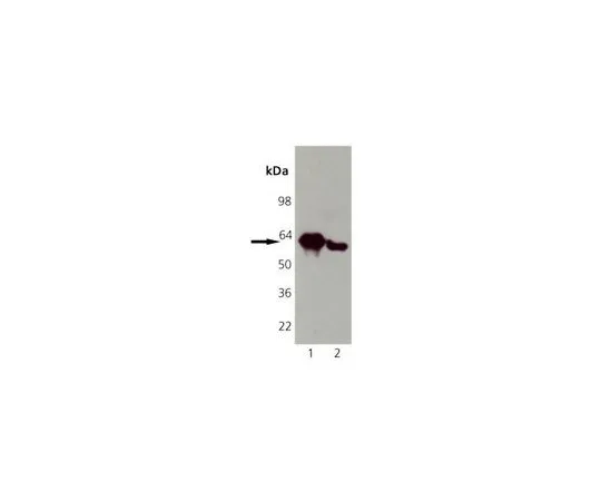 62-8411-34　抗钙网蛋白小鼠mAb (FMC75)　208912-50UG