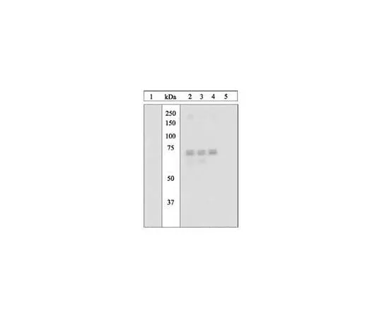 62-8433-79　磷检测 (TM) 抗PKR (pThr451) 兔pAb　527460-10T