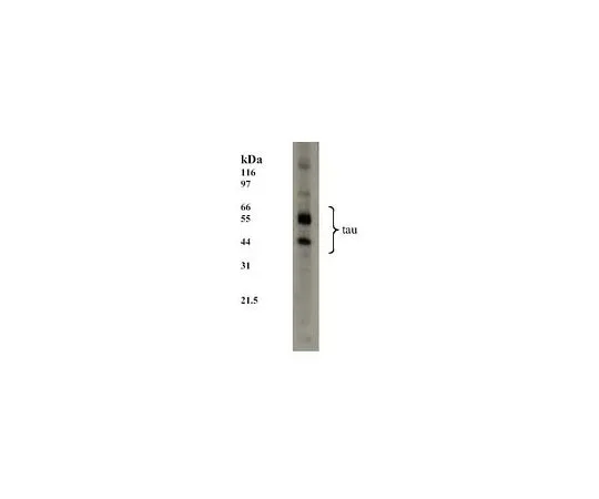 62-8440-12　抗桃鼠mAb (TAU-5)　577801-100UG