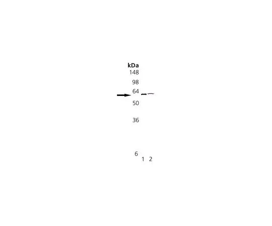 62-8435-50　抗蛋白质二硫化物异构酶兔pAb　539229-50UL