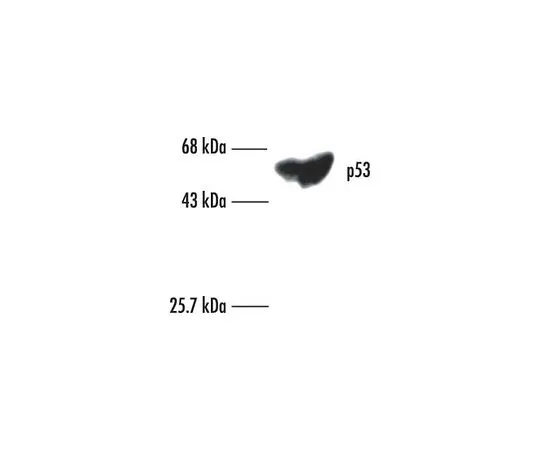 62-8529-09　抗p53 (Ab-6) (泛型) 小鼠mAb (DO-1)　OP43-100UG