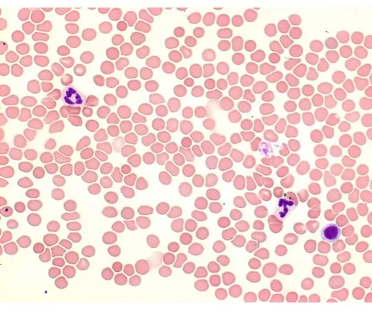 61-0306-38　Giemsa显微镜100毫升染色液　1.09204.0103