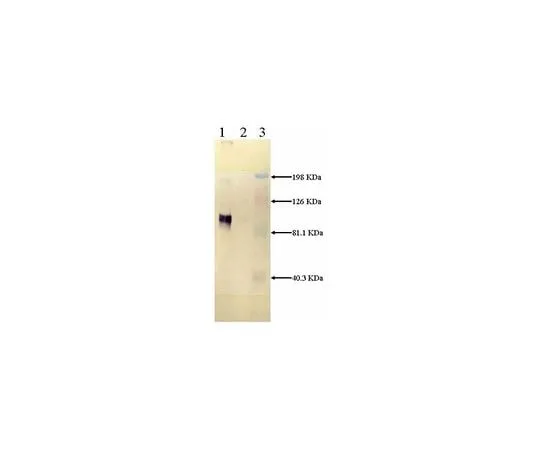 62-8427-11　抗LRP,轻链鼠标mAb (5A6)　438192-100UG