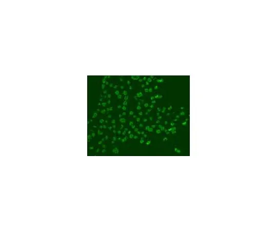62-8528-29　抗BrdU (Ab-3) 小鼠mAb (Mobu-1)　NA61-100UG