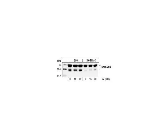 62-8437-54　抗SAPK/JNK Rabbit pAb　559304-200UL