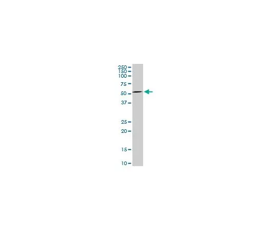 62-8534-10　抗MAG小鼠mAb (3C7)　ST1684-100UG