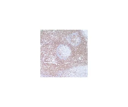 62-8529-98　抗CD3兔pAb　PC630-100UL