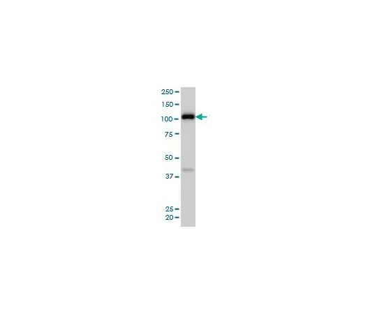 62-8477-68　抗EPHA4小鼠mAb (6H7)　AP1173-100UG