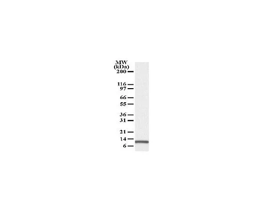 62-8529-42　抗诺克萨小鼠mAb (114C307)　OP180-100UG