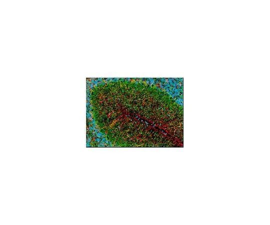 62-8528-39　抗GFAP鸡尾小鼠mAb (SMI-22)　NE1015-100UL