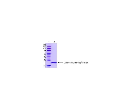 62-8410-92　Calmodulin,他的Tag (R) 融合　208670-50UG