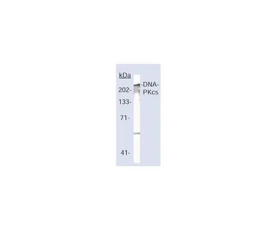 62-8528-28　抗DNA-PK (Ab-2) 小鼠mAb (18-2)　NA57-100UG