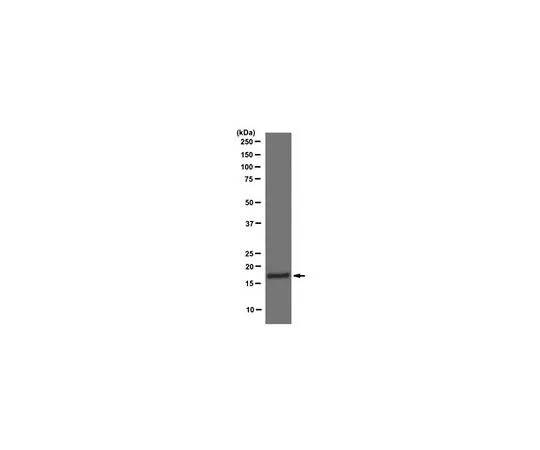 62-8422-47　磷酸检测 (TM) 抗组蛋白H3 (pSer10) (7-20) 兔pAb　382159-50UG