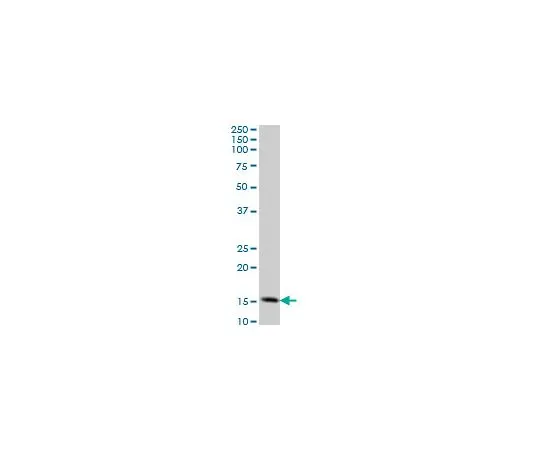 62-8534-17　抗TOMM20小鼠mAb (4F3)　ST1705-100UG