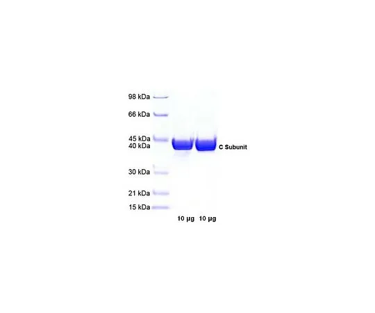 62-8435-79　蛋白激酶A,催化亚基，牛心　539576-25UG
