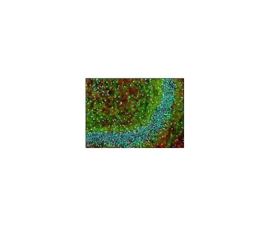 62-8528-41　抗髓鞘碱性蛋白小鼠mAb (SMI-99)　NE1019-100UL