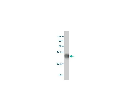 62-8534-07　抗FGFR2小鼠mAb (1G3)　ST1680-100UG