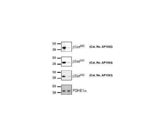 62-8477-53　磷检测 (TM) 抗PDH-E1a (pSer300) 兔pAb　AP1064-50UG